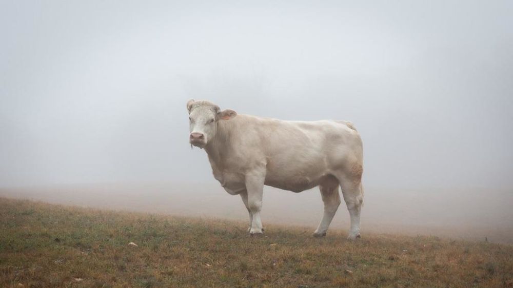 Vache dans le brouillard