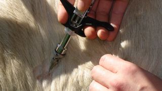 L’intradermotuberculination manque de sensibilité, c'est pourquoi le test est répété cinq années consécutives dans les élevages en zone de prophylaxie.