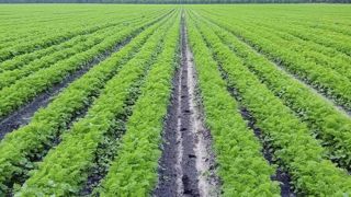 La morelle gêne la levée et le développement de la racine de la carotte, avec un fort impact sur le rendement quand elles sont sur le rang. Et si elle arrive au stade de la grenaison, elles peuvent salir la parcelle de façon durable. La morelle gêne la levée et le développement de la racine de la carotte, avec un fort impact sur le rendement quand elles sont sur le rang. Et si elle arrive au stade de la grenaison, elles peuvent salir la parcelle de façon durable.