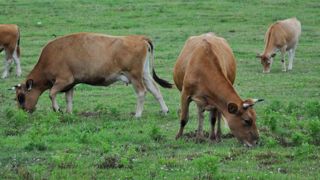 Avec moins de terres, d’animaux et d’investissement, les systèmes herbagers dégagent autant, si ce n’est plus de revenu que les exploitations laitières « conventionnelles ». Avec moins de terres, d’animaux et d’investissement, les systèmes herbagers dégagent autant, si ce n’est plus de revenu que les exploitations laitières « conventionnelles ».