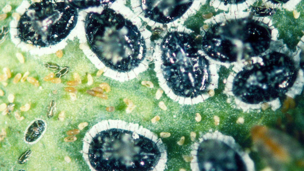 Aleurocanthus spiniferus.