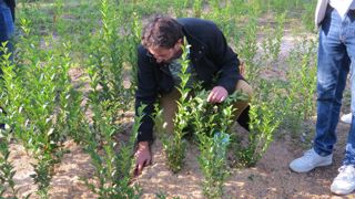 Alain Ferre, responsable de la station Astredhor Loire-Bretagne aux Ponts-de-Cé (49), illustre l’action des différents paillages organiques testés en pépinière de troène dans le cadre du projet Confor.