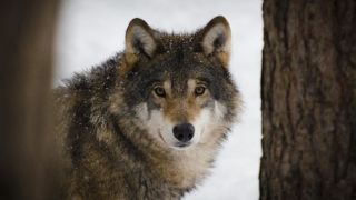 Le loup devient « simplement » une espèce protégée. Le loup devient « simplement » une espèce protégée.