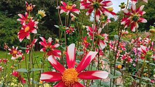 Dahlia x ‘Windmill’, 2e prix du public au concours 2024 de dahlias au Parc floral de Paris. Dahlia x ‘Windmill’, 2e prix du public au concours 2024 de dahlias au Parc floral de Paris.