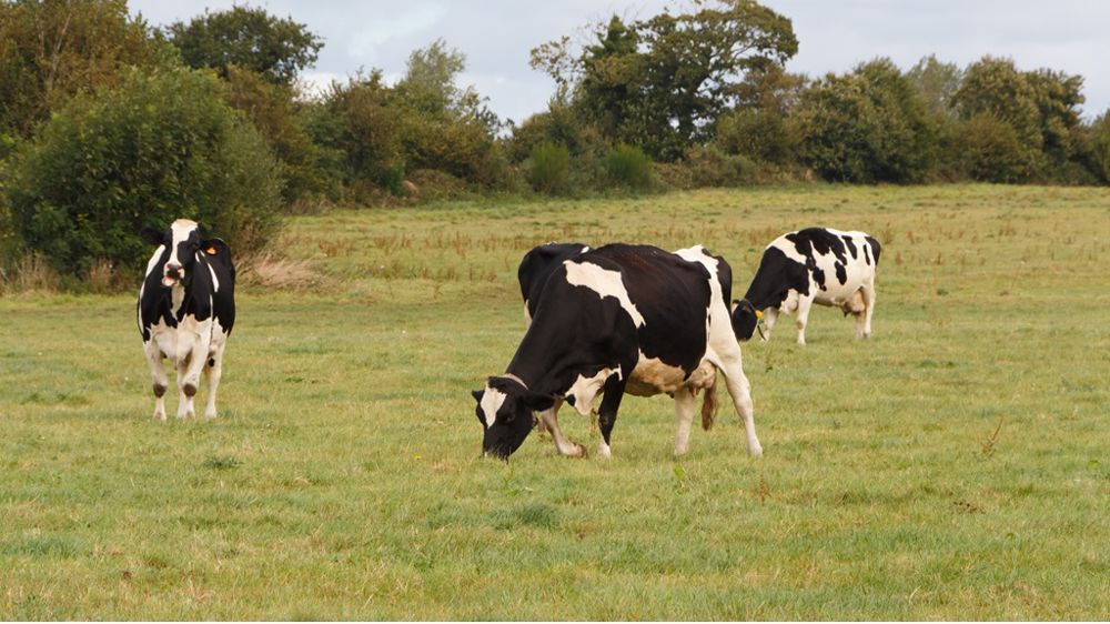 Un TRI dès le mois de mai pour repérer les animaux à traiter précocement Un TRI dès le mois de mai pour repérer les animaux à traiter précocement