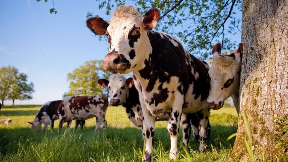 Pour baisser son empreinte carbone nette, il faut jouer sur le stockage de carbone en ayant plus de prairies permanentes, plus de haies, etc.