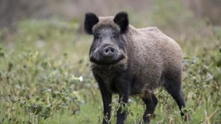 Pour une efficacité maximale contre la peste porcine africaine, les clôtures doivent être associées à des mesures de biosécurité dans les élevages. Pour une efficacité maximale contre la peste porcine africaine, les clôtures doivent être associées à des mesures de biosécurité dans les élevages.