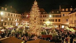 Le beau sapin de Noël sur la place d’Armes, à Sélestat Le beau sapin de Noël sur la place d’Armes, à Sélestat