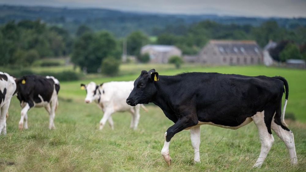 Vaches laitières en Angleterre