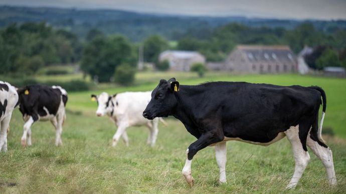 Plomb creux Britains Le fermier et la Fermière Vache Veau