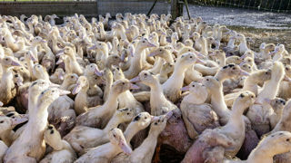 À l’approche des fêtes de Noël, les abattages de canards gras augmentent de 22,6 % entre octobre 2023 et octobre 2024, tirant la production de volailles de chair à la hausse. À l’approche des fêtes de Noël, les abattages de canards gras augmentent de 22,6 % entre octobre 2023 et octobre 2024, tirant la production de volailles de chair à la hausse.