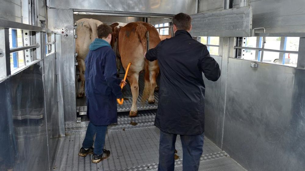 Chargement des bovins dans un camion de transport d'animaux à double étage Chargement des bovins dans un camion de transport d'animaux à double étage