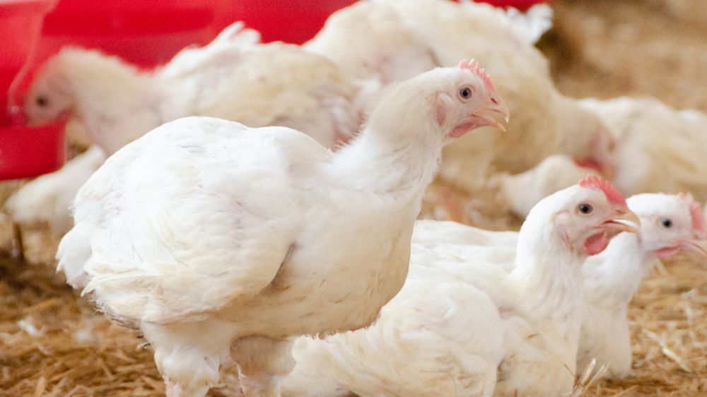 L'élevage de poulets : un engagement pour l’amélioration du bien-être animal