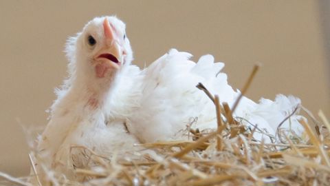 photo prise dans un élevage de poulet français Nature d’éleveurs 