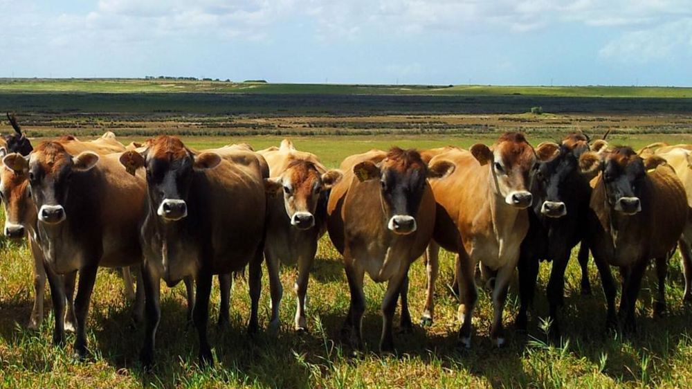 Vaches laitières en Afrique