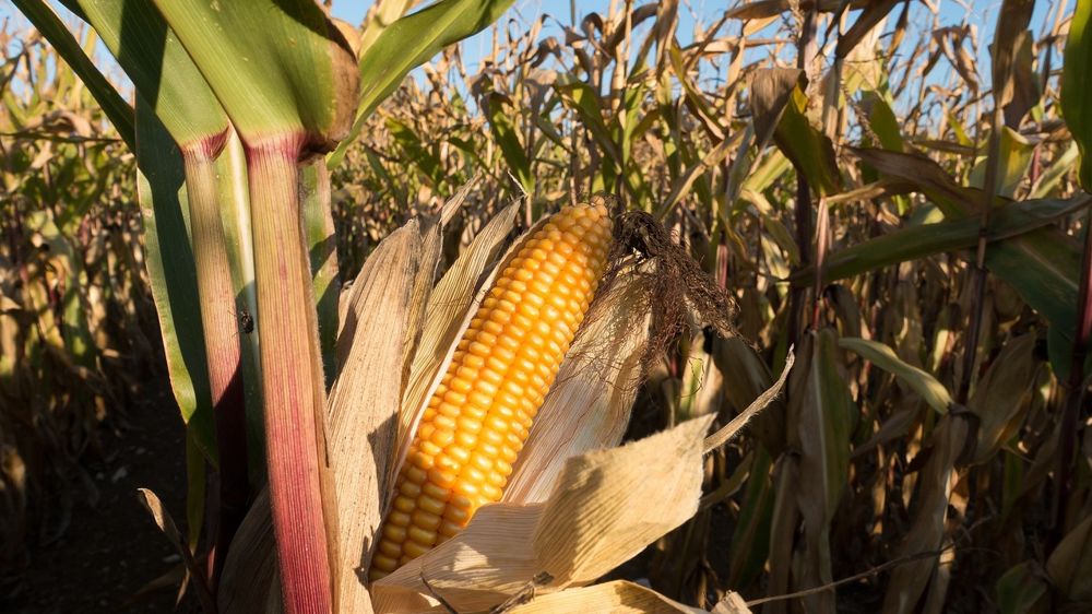 Arvalis publie les résultats d'essais complets des variétés de maïs grain 2024.