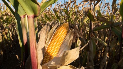 Arvalis publie les résultats d'essais complets des variétés de maïs grain 2024. Arvalis publie les résultats d'essais complets des variétés de maïs grain 2024.
