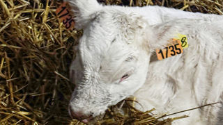 Chez Aurore et Stéphane Lorget, la FCO-3 a sévèrement touché leur troupeau de vaches charolaises. Chez Aurore et Stéphane Lorget, la FCO-3 a sévèrement touché leur troupeau de vaches charolaises.