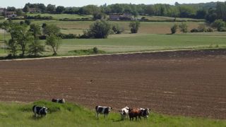 A l’horizon de 2050, élever des vaches laitières dans la plaine bressane risque de devenir compliqué en raison des fortes chaleurs pénalisant le bien-être animal et la production. A l’horizon de 2050, élever des vaches laitières dans la plaine bressane risque de devenir compliqué en raison des fortes chaleurs pénalisant le bien-être animal et la production.