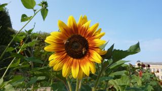Helianthus annuus 'Autumn Beauty', d’Econseeds, grand tournesol aux coloris tricolores qui porte bien son nom.