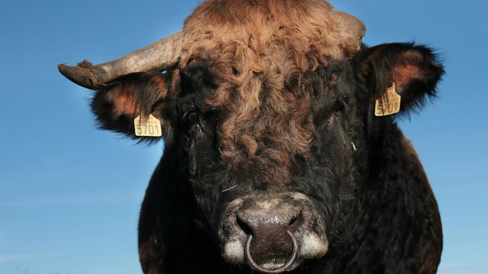 Taureau Aubrac avec une seule corne Taureau Aubrac avec une seule corne