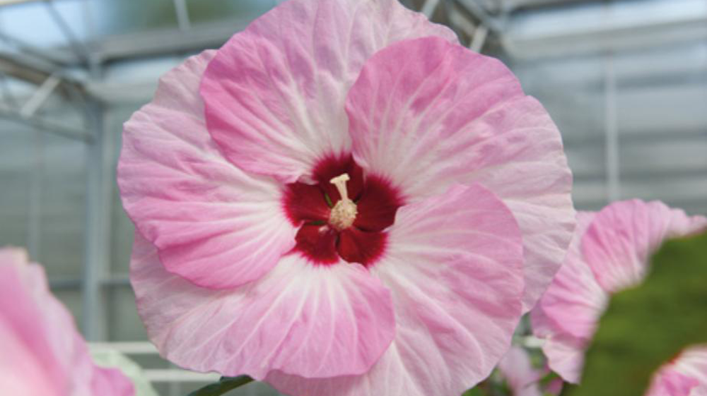 Hibiscus moscheutos Summerific® Spinderella.