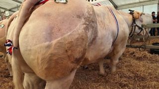 Près de 2 000 animaux ont été présentés sur l’ensemble des manifestations, soit une hausse de 7 % par rapport à l’an passé. Près de 2 000 animaux ont été présentés sur l’ensemble des manifestations, soit une hausse de 7 % par rapport à l’an passé.