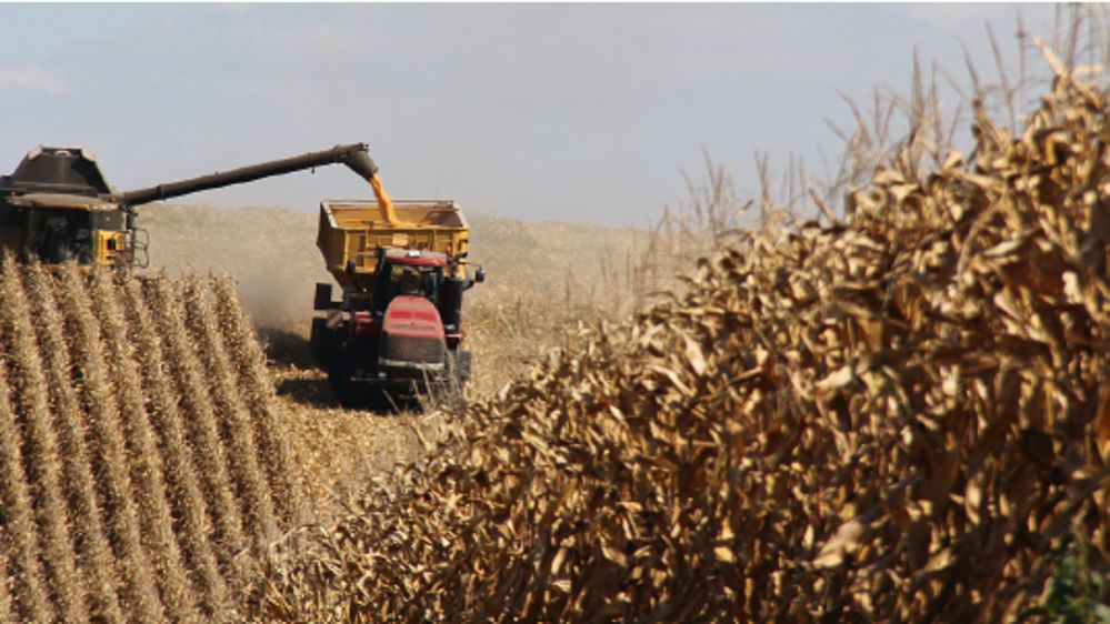 Un maïs qui reste performant malgré les contraintes grâce aux solutions RAGT