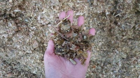 Maïs ensilage Maïs ensilage