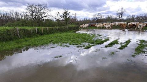 Vaches dans une pâture inonde Vaches dans une pâture inonde
