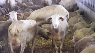 D’après Agreste, en novembre 2024 les abattages d’agneaux et d’ovins de réforme reculent nettement sur un an.