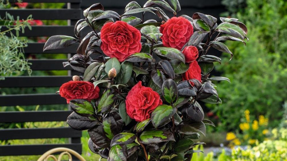 Camellia japonica Femme Fatale®.