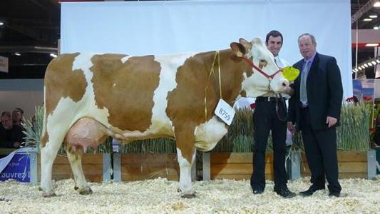 Charmante, championne adulte au Sia 2013 en Simmental