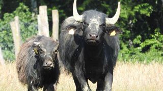 L'Allemagne a détecté trois cas de fièvre aphteuse sur des buffles d'eau, une première sur son territoire depuis 1988. L'Allemagne a détecté trois cas de fièvre aphteuse sur des buffles d'eau, une première sur son territoire depuis 1988.
