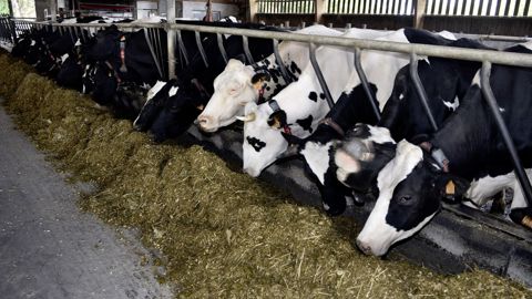 Comme les écoulements des silos sont fréquents cette année, une analyse de l'ensilage fermenté peut s'avérer plus précise cette année.