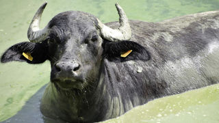 L’Allemagne multiplie les mesures pour stopper toute propagation du virus de la fièvre aphteuse après la détection de trois cas vendredi dernier sur des buffles d'eau. L’Allemagne multiplie les mesures pour stopper toute propagation du virus de la fièvre aphteuse après la détection de trois cas vendredi dernier sur des buffles d'eau.