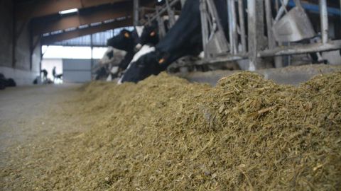 Ration vaches laitières en compact feeding