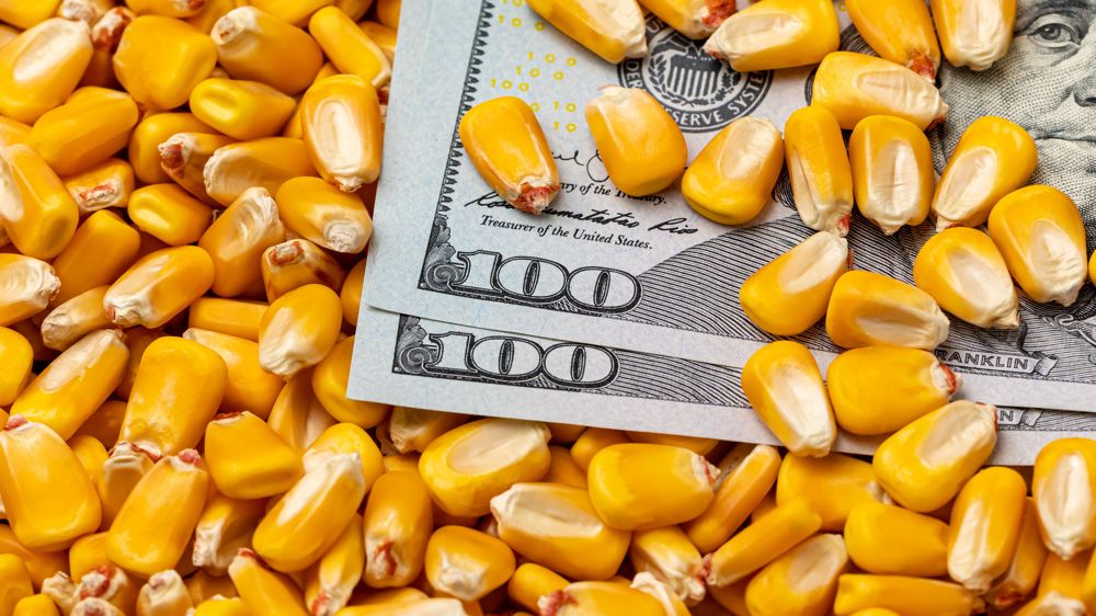 Le ministère américain de l'Agriculture (USDA) a revu en baisse ses estimations de la production de maïs.