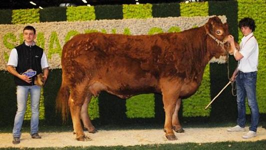 limousine Sima