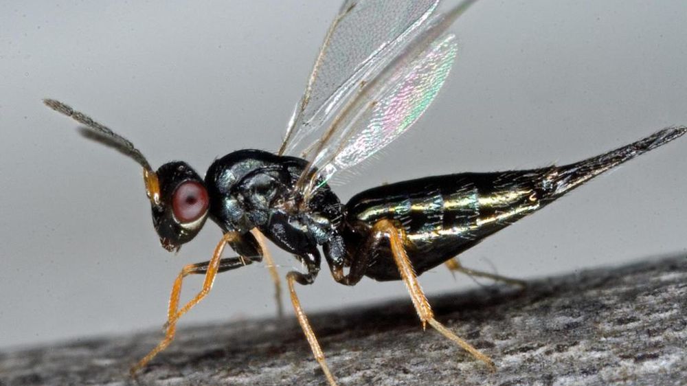Tetrastichus planipennisi est un endoparasitoïde larvaire grégaire de l'agrile du frêne en Chine.