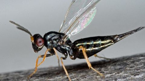 Tetrastichus planipennisi est un endoparasitoïde larvaire grégaire de l'agrile du frêne en Chine.