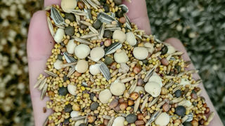 Dans un mélange d'interculture, diversifier les espèces permet de maximiser les bénéfices agronomiques du couvert. Dans un mélange d'interculture, diversifier les espèces permet de maximiser les bénéfices agronomiques du couvert.