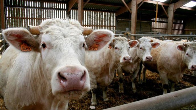 La décapitalisation allaitante risque de continuer sur sa lancée de 2024 et d'atteindre - 1,8 % fin 2025.