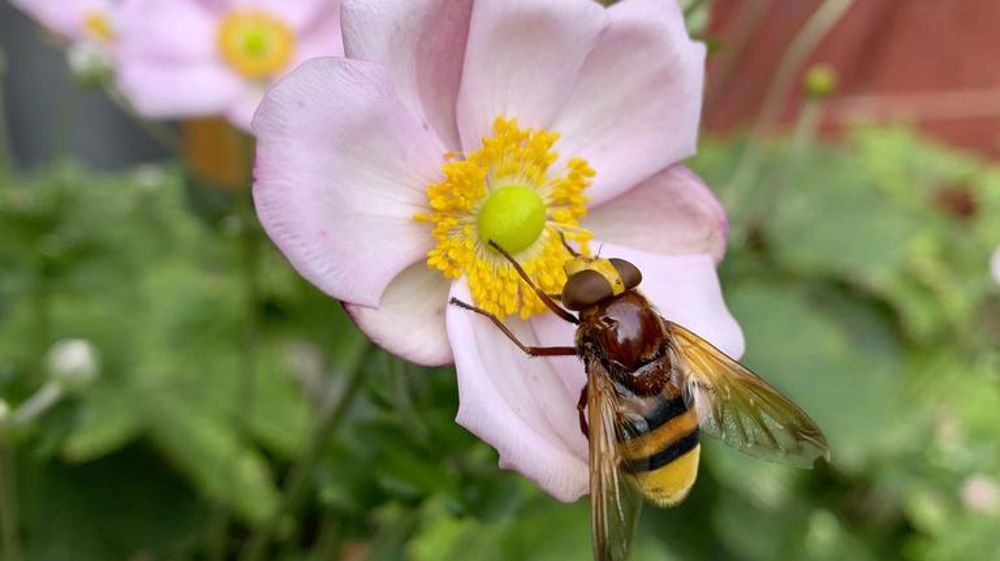 La filière horticole est incitée à la promotion des plantes mellifères et à l’écosystème favorable à la biodiversité. (En photo : volucelle zonée).