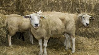 L'aide concerne les élevages qui ont perdu des ovins, caprins et bovins à cause de la FCO-3 sur la période du 5 août au 31 décembre 2024 et ceux qui ont perdu des ovins et des caprins à cause de la FCO-8 entre le 1er juin et le 31 décembre 2024. L'aide concerne les élevages qui ont perdu des ovins, caprins et bovins à cause de la FCO-3 sur la période du 5 août au 31 décembre 2024 et ceux qui ont perdu des ovins et des caprins à cause de la FCO-8 entre le 1er juin et le 31 décembre 2024.