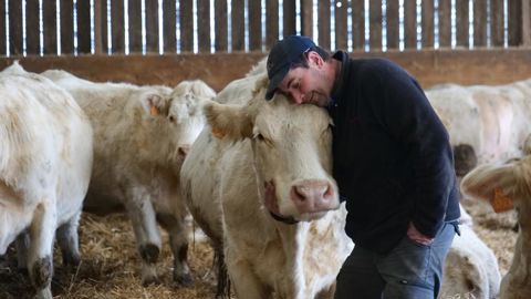 Sébastien Labrune et ses vaches Charolaises