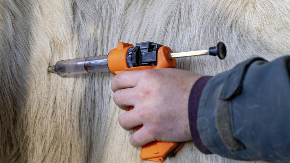 administration d'un vaccin de FCo sur bovin