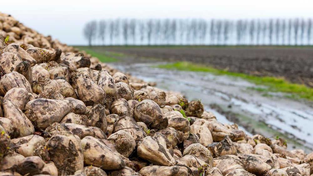 Betteraves sucrières