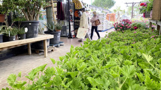 La fédération Jardineries et animaleries de France vient de publier le bilan de l’année 2024 chez ses adhérents. Sans surprise, l’année a été difficile, avec une baisse de 4 % du chiffre d’affaires. Sur le long terme, les professionnels restent confiants.