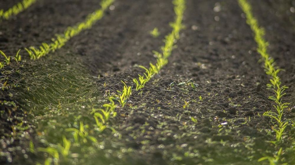 Le Plan Ambition bio fixe un objectif de 18 % des surfaces en bio et 20 % de produits bio en restauration collective d'ici à 2027.